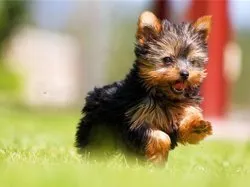 Câine decorativ Yorkshire Terrier