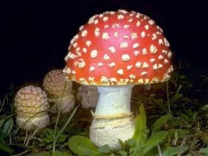 agaric