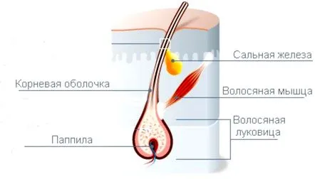 căderii