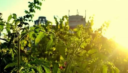 Descrierea arborelui de roșii caracatiță, fotografii, recenzii