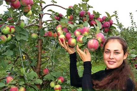 În atenția grădinarilor, o descriere și o fotografie a soiurilor de iarnă de meri