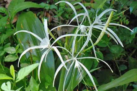 Îngrijire la domiciliu pentru himenocallis