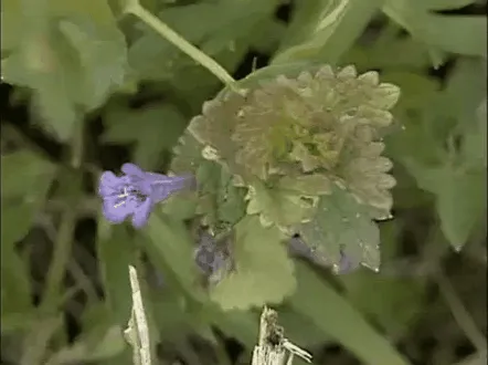 Schinduful este o plantă comună pentru bolile biliare