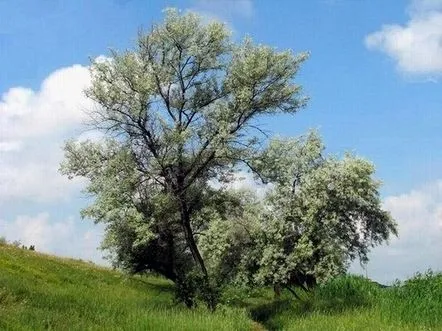 Silver Lake, un rezumat al unei lecții despre natura nativă