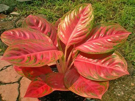 De ce aglaonema devine galbenă și cum să ajutăm planta