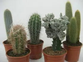 Cactusul necesită, de asemenea, îngrijire adecvată