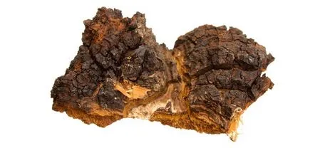 chaga