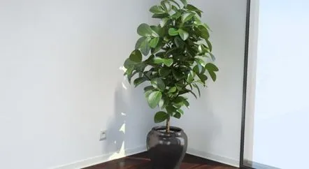 Ficus în casa semnelor