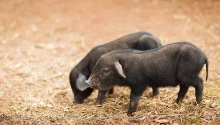 Rasa de porci, porci de slănină, caracteristici, descriere, fotografie