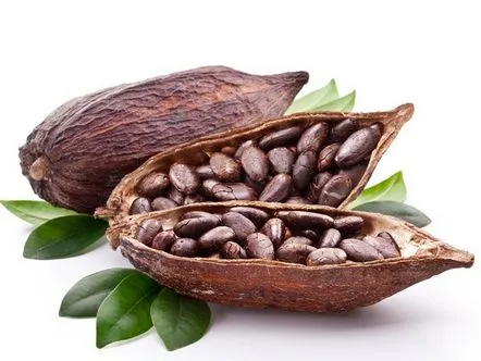 cacao