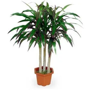 De ce frunzele de dracaena devin galbene