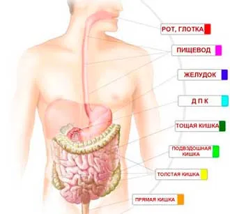 Prevenirea intestinelor și a tractului gastro-intestinaltract Tratamentul tractului gastrointestinal.