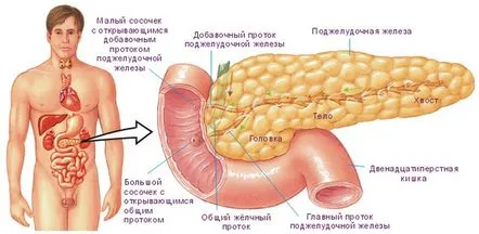 Pancreas, dietă pentru tratamentul și eliminarea inflamației.