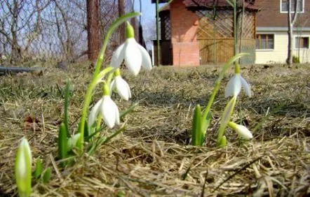 Prelucrarea grădinii la începutul primăverii