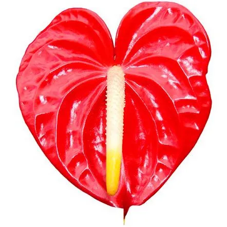 anthurium