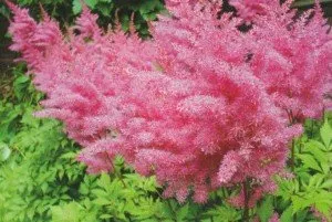 Compozitii dinflori de astilbe în grădină