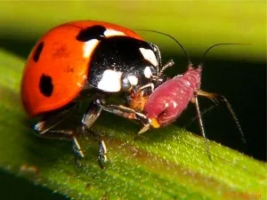 Insectele utile de grădină și de legume sunt o salvare naturală pentru parcela dumneavoastră