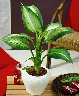 dieffenbachia