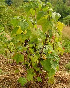 Când și cum să transplantăm coacăze