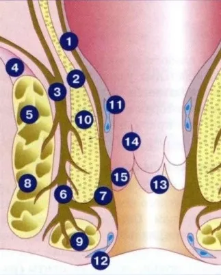 Anatomia ganglionilor hemoroidali