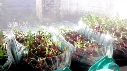 Plantarea răsadurilor de flori într-o sticlă de plastic