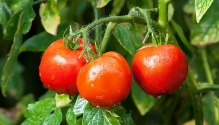 Descrierea soiului de tomate Dar Zavolzhye, caracteristici, fotografii, recenzii