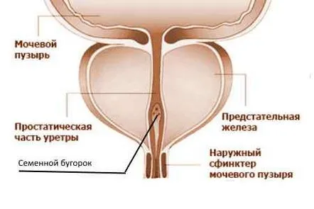 Particularitățile simptomelor și tratamentul coliculitei la bărbați