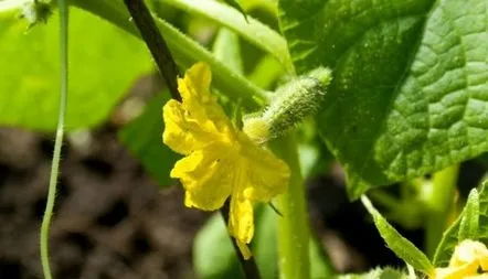 Castravete Balcon miracol de cultivare, fotografii, recenzii