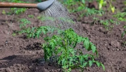 Hrănirea roșiilor cu peroxid de hidrogen