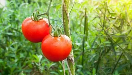 Descrierea soiului de tomate Dibrova, recenzii, fotografie, caracteristici de randament