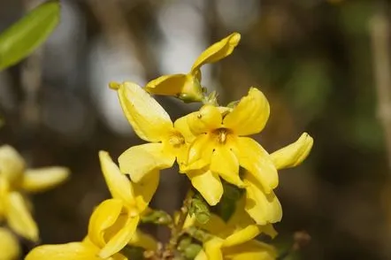 forsythia