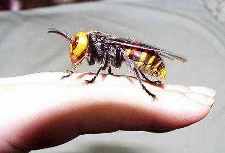 Cât de periculoasă este o mușcătură de hornet?