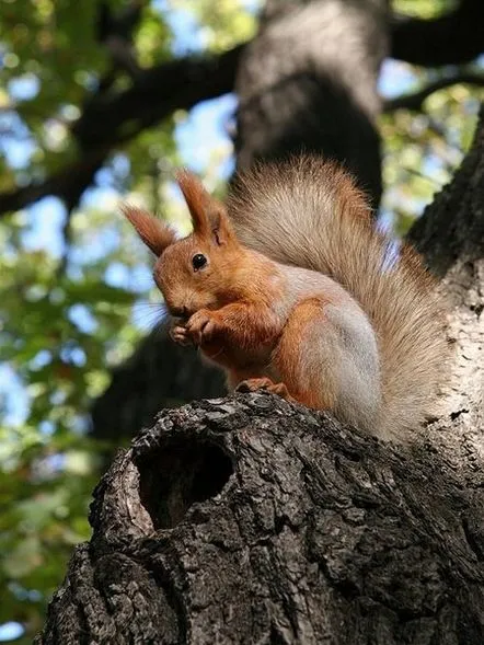 Veveriță, rezumatul lecției de familiarizare cu natura