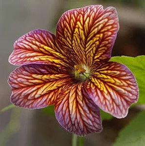 Cum să îngrijești o plantă de grădină salpiglossis