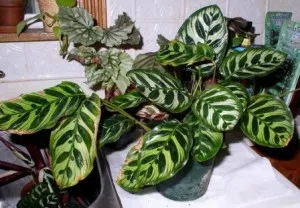 Calathea, îngrijire acasă, transplantarea și împărțirea florii