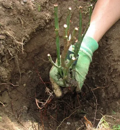 Plantarea trandafirilor primăvara - cum să plantezi trandafiri