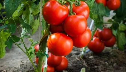 Descrierea soiului de tomate Tanya F1, recenzii, caracteristici