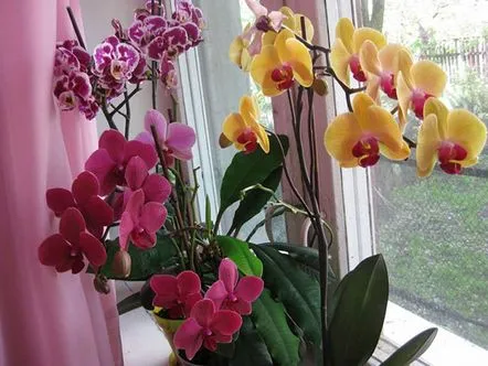 Floarea fluturelui orhideea phalaenopsis are nevoie de îngrijire specială