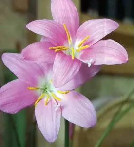 Zephyrantes, o floare parvenită