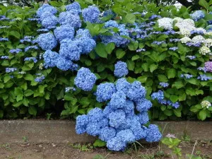 hortensia