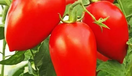 Tomato Pătrunjel Gardener descrierea soiului, recenzii, fotografii, caracteristici