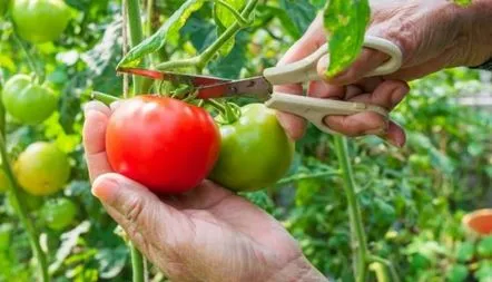 Descrierea soiului de tomate Raiska Nasoloda, caracteristici, recenzii, fotografie