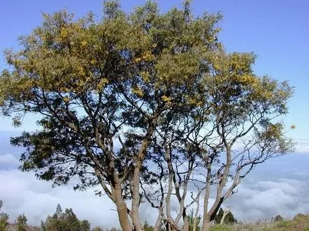 Sophora, rezumatul lecțiilor naturii native