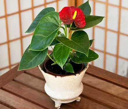 Particularitățile metodelor de transplantare a anthurium