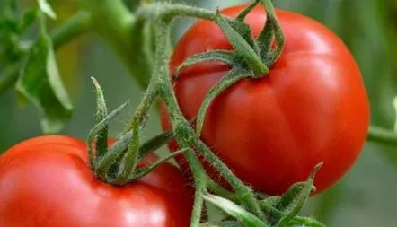 Soiuri de tomate rezistente la phytophthora