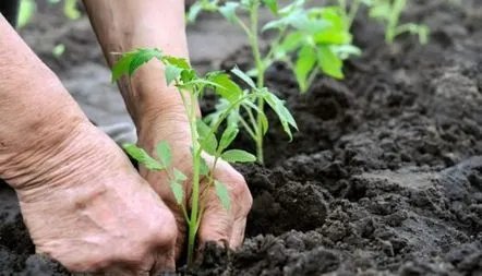 plantează