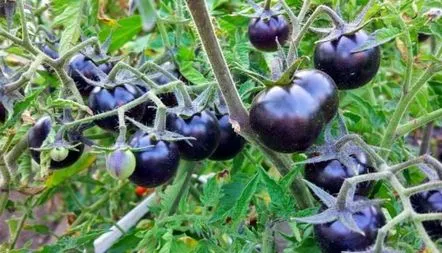 Tomato De Barao Black fotografie, caracteristici, recenzii