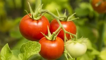 Tomate Gina TST descrierea soiului, caracteristici, recenzii