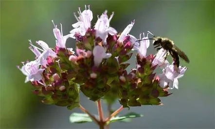 motherwort