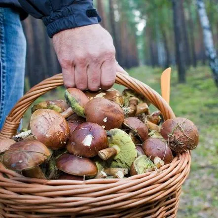 Vânătorii de ciuperci sunt iubitori de vânătoare liniștită